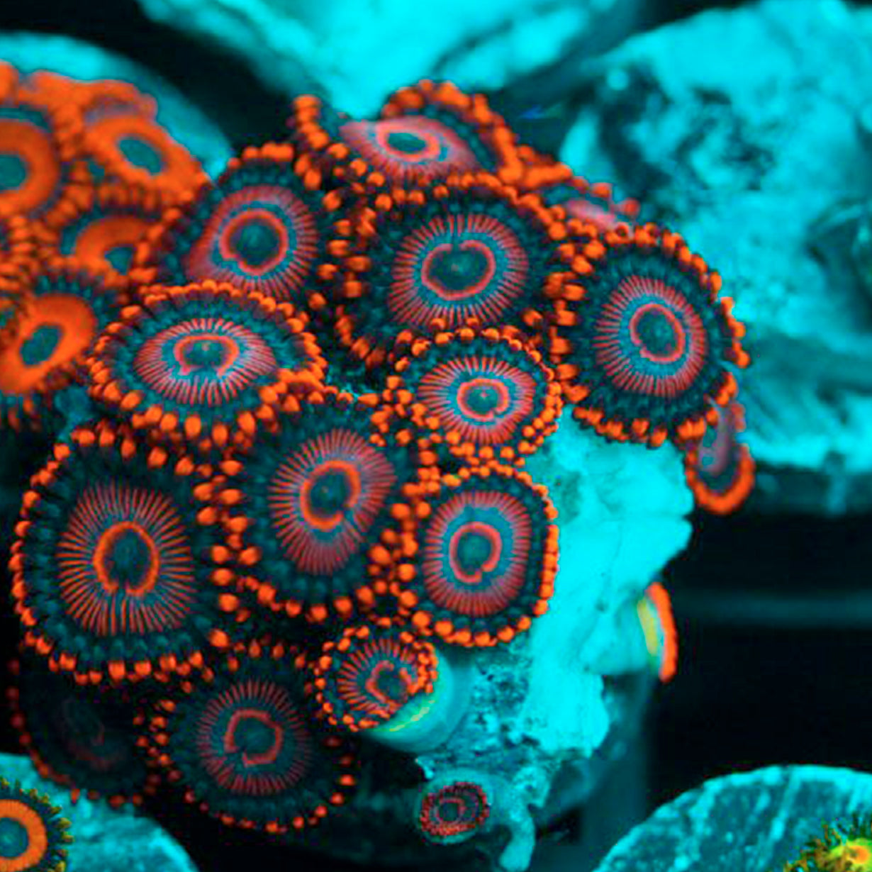 Coral Zoanthid Earring - Large