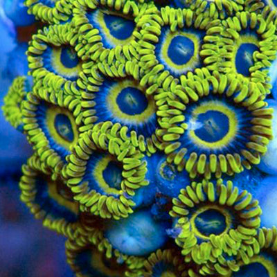 Coral Zoanthid Earring - Large